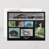 South Carolina Wildlife Postkarte (Vorne/Hinten)