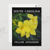 South Carolina Yellow Jessamin Postkarte (Vorne/Hinten)