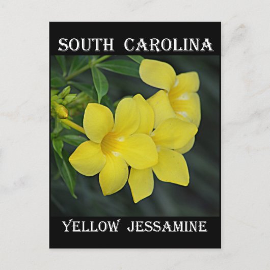 South Carolina Yellow Jessamin Postkarte (Vorderseite)
