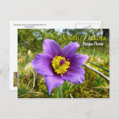 South Dakota Staat Blume: Pasque Blume Postkarte (Vorne/Hinten)