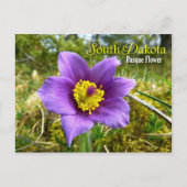 South Dakota Staat Blume: Pasque Blume Postkarte (Vorderseite)