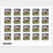 South Devon Coast Lamb Stehend in Pinks Quadratischer Aufkleber (Blatt)