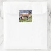 South Devon Coast Lamb Stehend in Pinks Quadratischer Aufkleber (Tasche)
