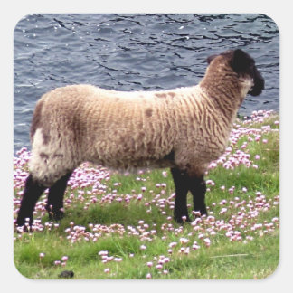 South Devon Coast Lamb Stehend in Pinks Quadratischer Aufkleber