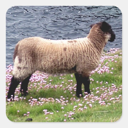 South Devon Coast Lamb Stehend in Pinks Quadratischer Aufkleber (Vorderseite)