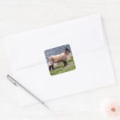 South Devon Coast Lamb Stehend in Pinks Quadratischer Aufkleber (Umschlag)
