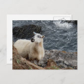 South Devon Coast Sheep auf Rocks Blick Postkarte (Vorne/Hinten)