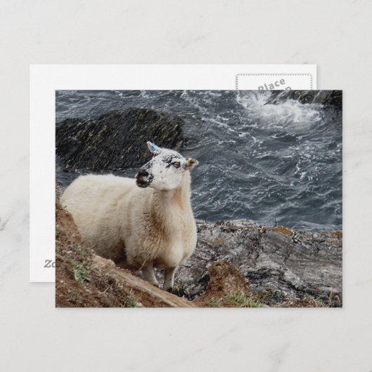 South Devon Coast Sheep auf Rocks Blick Postkarte (Vorne/Hinten)