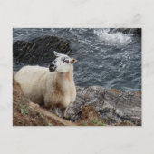 South Devon Coast Sheep auf Rocks Blick Postkarte (Vorderseite)