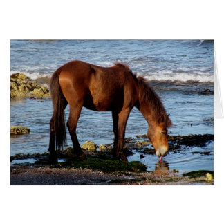 South Devon Dartmoor Pony Licking Sea Water