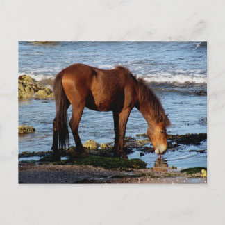 South Devon Dartmoor Pony Licking Sea Water Postkarte