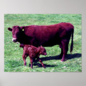 South Devon Ruby Red Cow und Young Calf Poster (Vorne)