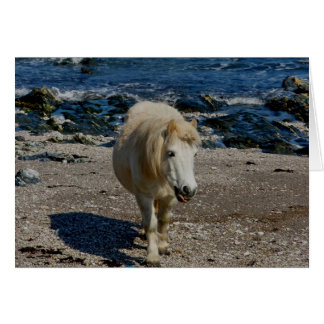 South Devon Shetland Pony zu Fuß am Remote Beach