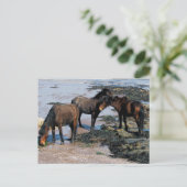 South Devon Three Dartmoor Ponies spielen am Stran Postkarte (Stehend Vorderseite)