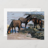 South Devon Three Dartmoor Ponies spielen am Stran Postkarte (Vorne/Hinten)
