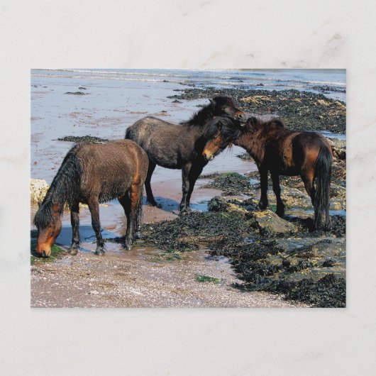 South Devon Three Dartmoor Ponies spielen am Stran Postkarte (Vorderseite)