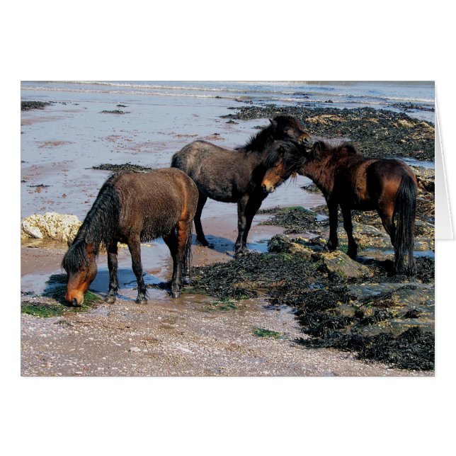 South Devon Three Dartmoor Ponys am Remote Beach (Vorderseite (Horizontal))