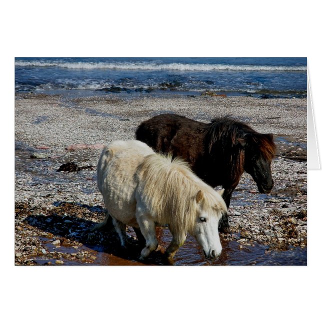 South Devon zwei Shetland Ponys am Remote Beach (Vorderseite (Horizontal))