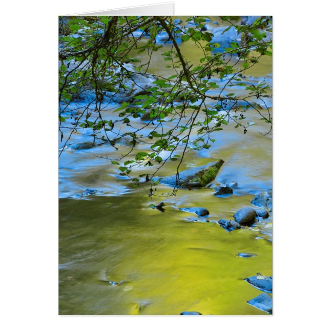 South Fork Wilson River, Oregon (Vorne)