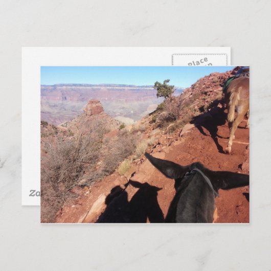 South Kiabab Grand Canyon Nationalpark Mule Ride Postkarte (Vorne/Hinten)