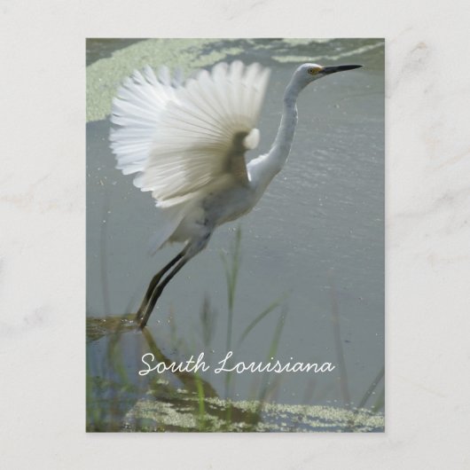 South Louisiana Postkarte (Vorderseite)