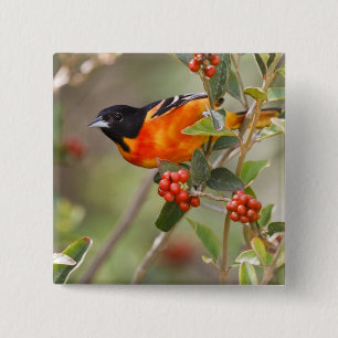 South Padre Island, Texas, USA, Baltimore Oriole Button