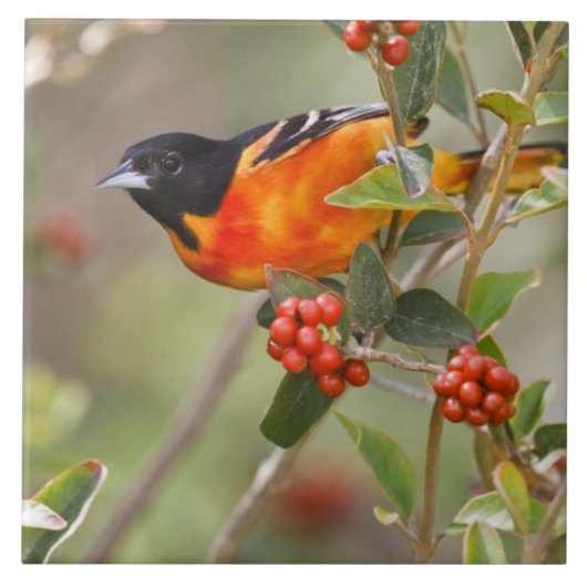 South Padre Island, Texas, USA, Baltimore Oriole Fliese (Vorderseite)
