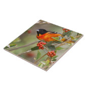 South Padre Island, Texas, USA, Baltimore Oriole Fliese (Seite)