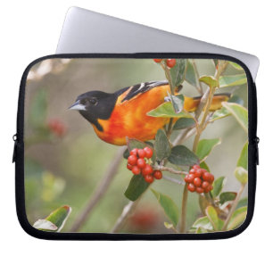 South Padre Island, Texas, USA, Baltimore Oriole Laptopschutzhülle