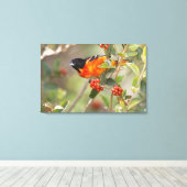 South Padre Island, Texas, USA, Baltimore Oriole Leinwanddruck (Insitu (Holzboden))