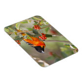 South Padre Island, Texas, USA, Baltimore Oriole Magnet (Rechte Seite)