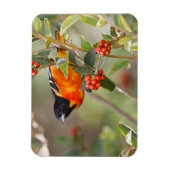 South Padre Island, Texas, USA, Baltimore Oriole Magnet (Vertikal)