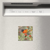 South Padre Island, Texas, USA, Baltimore Oriole Magnet (In Situ (Geschirrspüler))