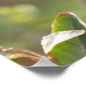 South Padre Island, Texas, USA, Baltimore Oriole Poster (Ecke)