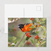 South Padre Island, Texas, USA, Baltimore Oriole Postkarte (Vorne/Hinten)