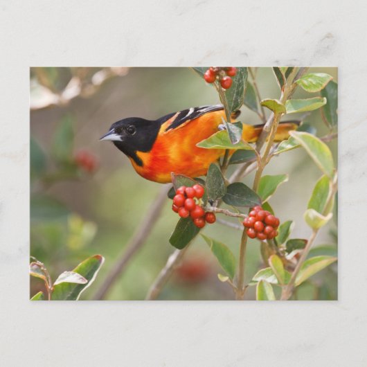 South Padre Island, Texas, USA, Baltimore Oriole Postkarte (Vorderseite)