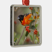 South Padre Island, Texas, USA, Baltimore Oriole Silbernes Ornament (Rechts)