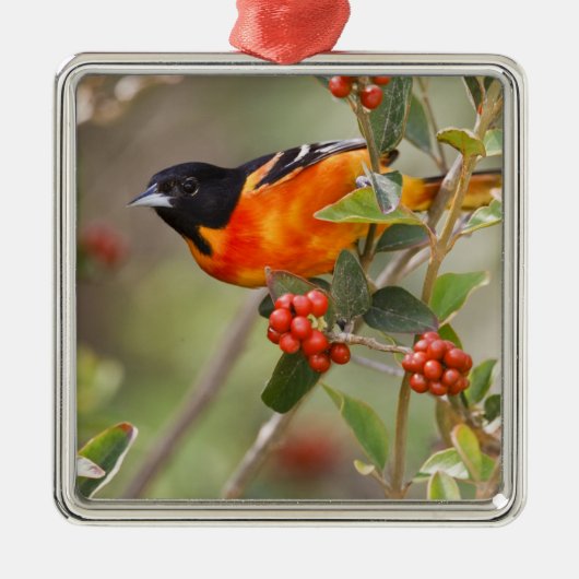South Padre Island, Texas, USA, Baltimore Oriole Silbernes Ornament (Vorne)