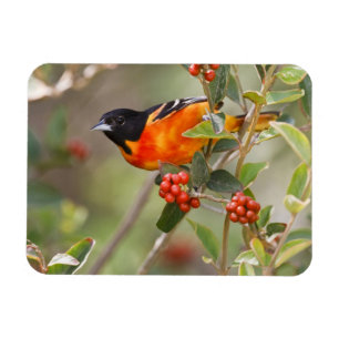 South Padre Island, Texas, USA, Baltimore-Trillvog Magnet