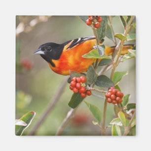 South Padre Island, Texas, USA, Baltimore-Trillvog Magnet