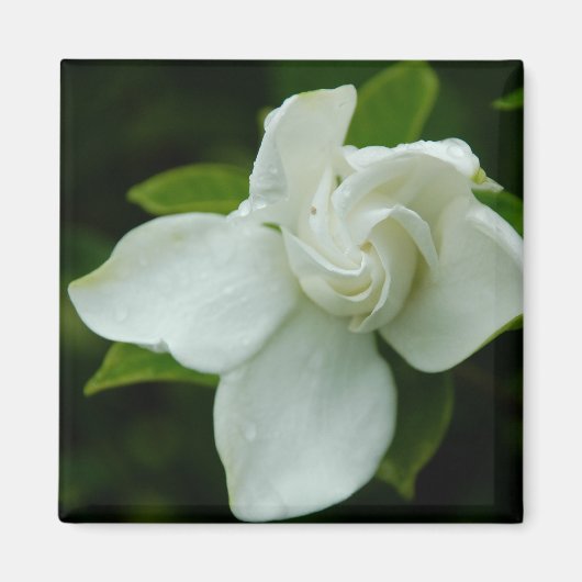 Southern Belle Magnet (Vorne)