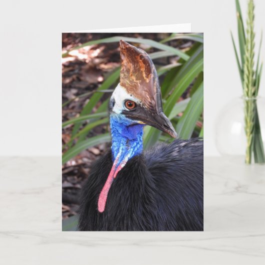 Southern Cassowary Karte (Vorderseite)