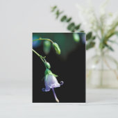 Southern Harebell Postkarte (Stehend Vorderseite)