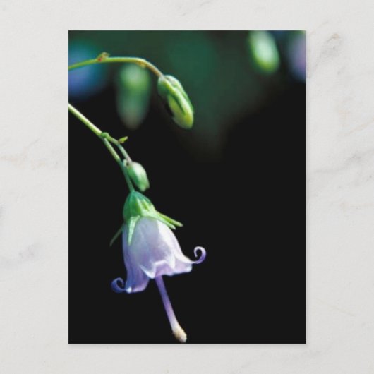 Southern Harebell Postkarte (Vorderseite)