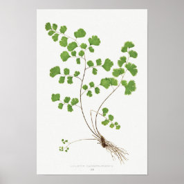 Southern Maidenhair Fern Vintag Illustration Poster