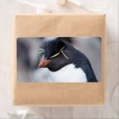 Southern Rockhopper Penguin (Insitu)