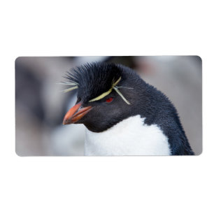 Southern Rockhopper Penguin