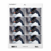 Southern Rockhopper Penguin (Vorne)