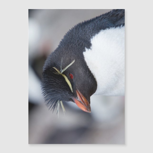 Southern Rockhopper Penguin Magnetkarte (Vorderseite)