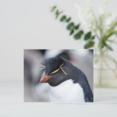 Southern Rockhopper Penguin Postkarte (Stehend Vorderseite)